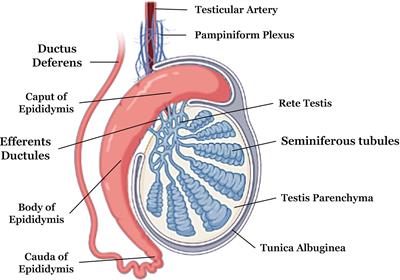 Frontiers Biomaterials For Testicular Bioengineering How Far Have We Come And Where Do We